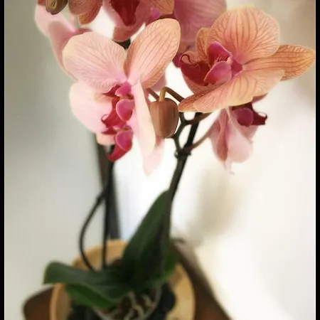 Borc Dai Cucs * Faedis